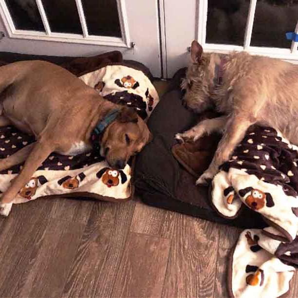 Snuggle Puppy Fleece Blanket for Dogs, Machine Washable, 48 X 30 In
