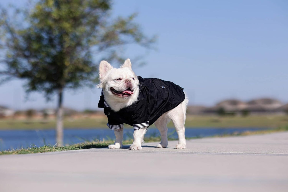 Classic Black Dog Raincoat with Removable Hood - XXS