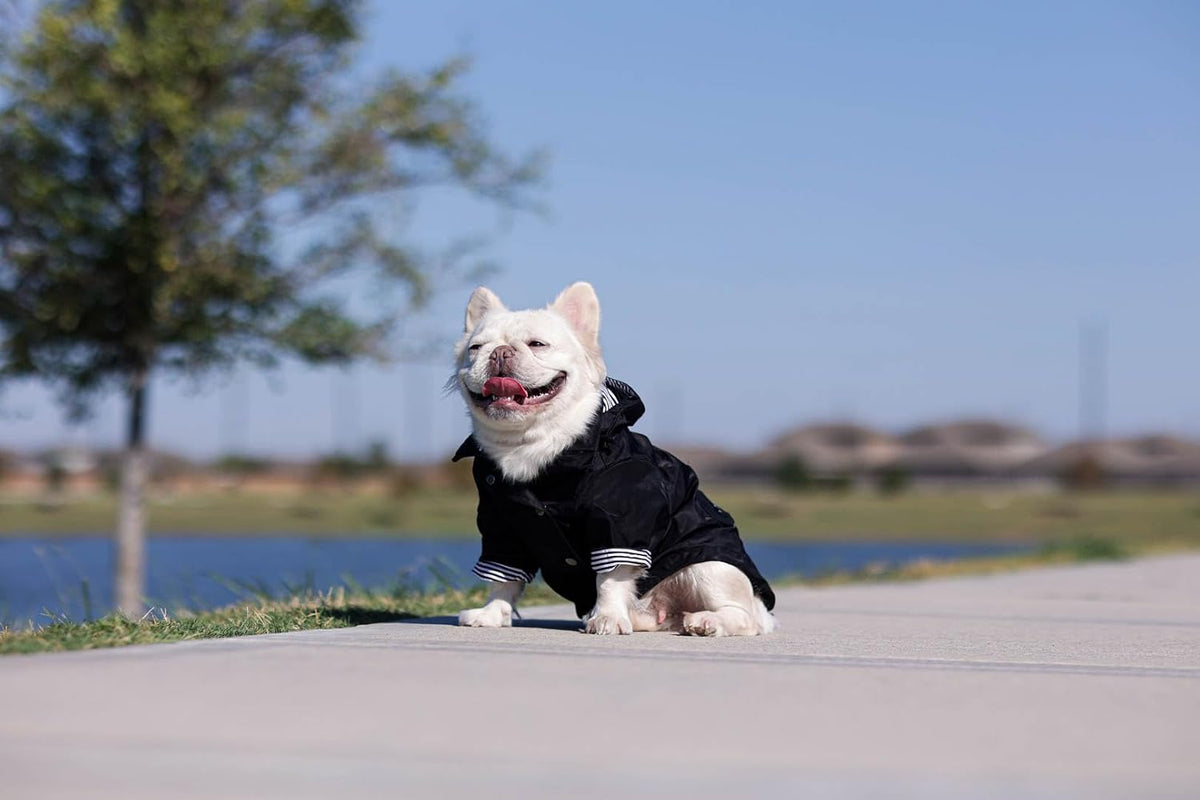 Classic Black Dog Raincoat with Removable Hood - XXS