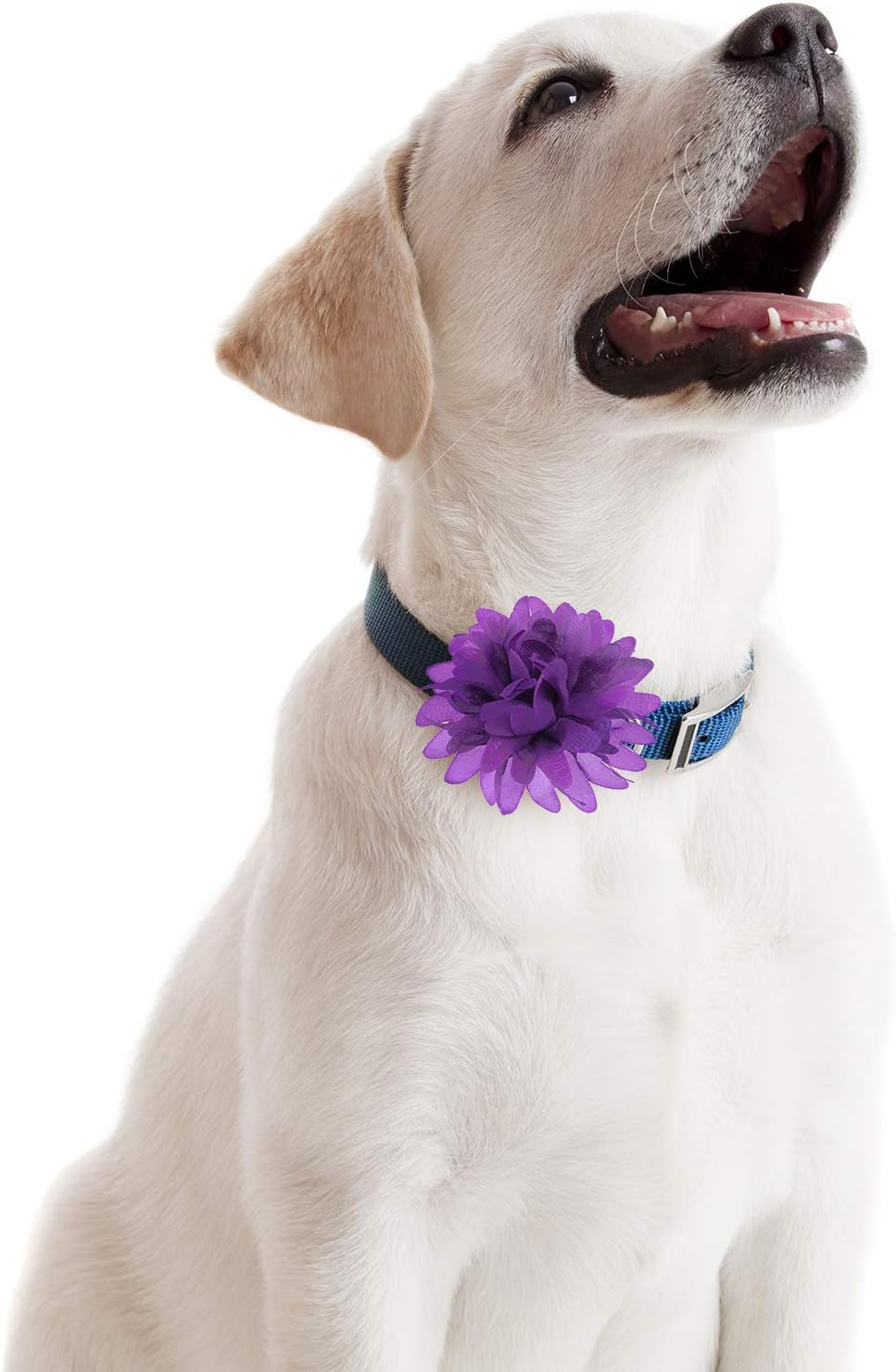 20 Pcs 4.7 Inch Dog Collar Flowers Bow, Multicolored