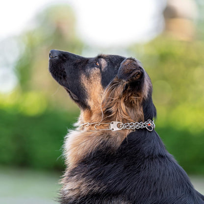 Matte Stainless Steel Scratch Resistant Dog Collar with Swivel D-Ring Training Collar for Small Dogs Made in Germany (16In X 2.25Mm (Neck Size up to 13 In) | Matte)