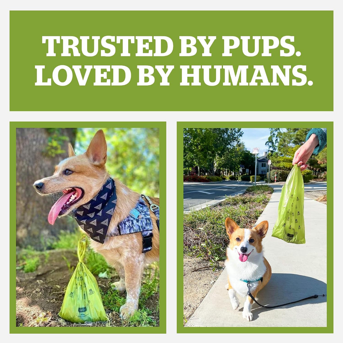 Pogi'S Large Dog Poop Bags with Handles, Unscented, Extra Thick, 900 Bags